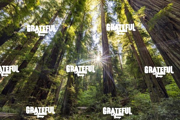 Sun rays at sunrise in Jedediah Smith Redwood Forest 7