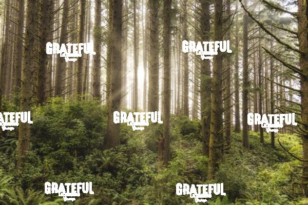 The beautiful forests on the Oregon Coast
