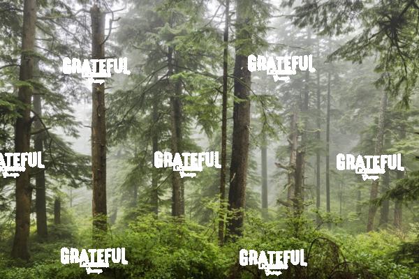 The beautiful forests on the Oregon Coast with fog
