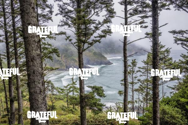 The forest and coast on the Oregon Coast