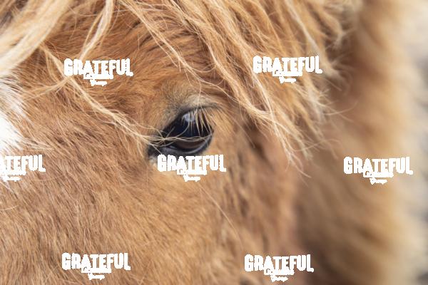 Close up of an Icelandic horse in the countryside of Iceland
