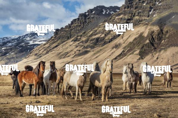Icelandic horses in the countryside of Iceland