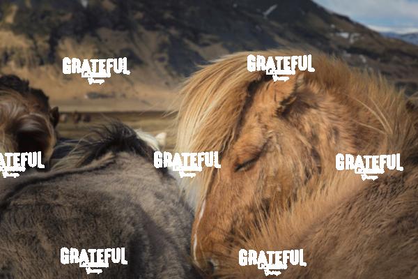 Icelandic horses in the countryside of Iceland 3