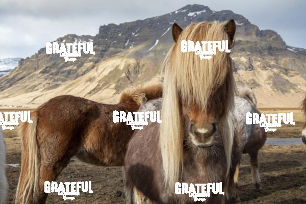 Icelandic horses in the countryside of Iceland 2