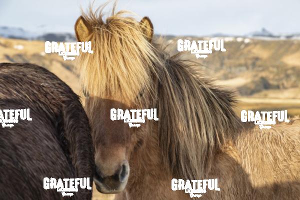 Icelandic horses in the countryside of Iceland 4