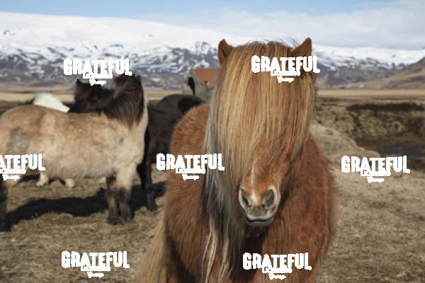 Icelandic horses in the countryside of Iceland 20