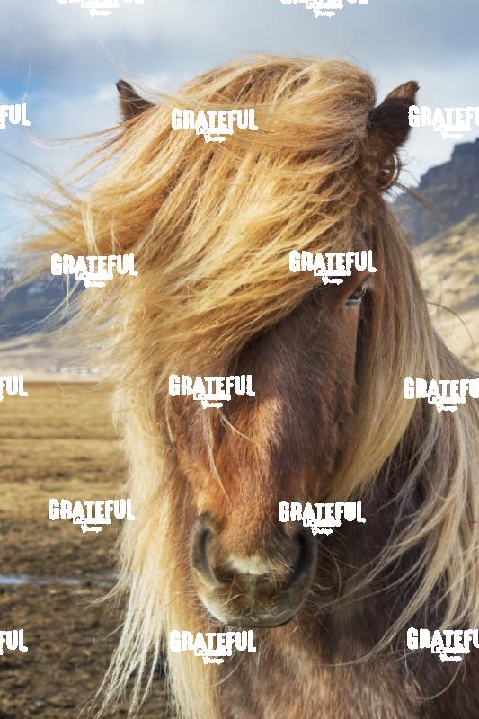 Icelandic horses in the countryside of Iceland 19