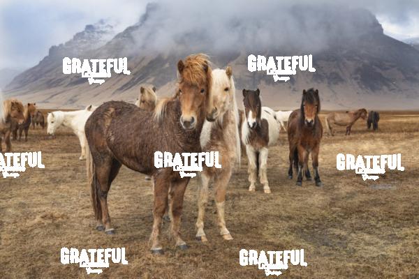 Icelandic horses in the countryside of Iceland 16