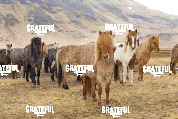 Icelandic horses in the countryside of Iceland 14