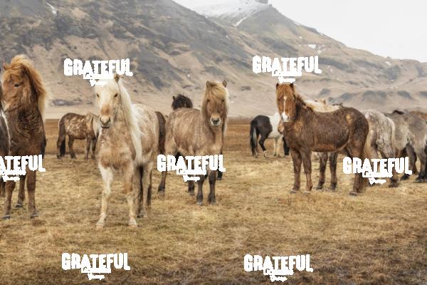 Icelandic horses in the countryside of Iceland 15