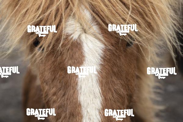 Close up of an Icelandic horse in the countryside of Iceland 2
