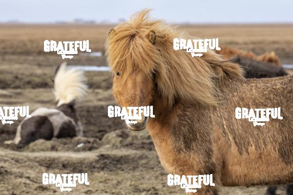 Icelandic horses in the countryside of Iceland 10