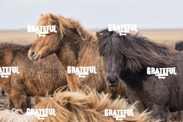 Icelandic horses in the countryside of Iceland 9