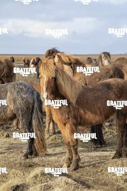 Icelandic horses in the countryside of Iceland 8
