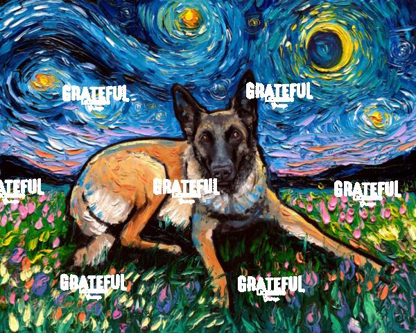 Belgian Malinois Night