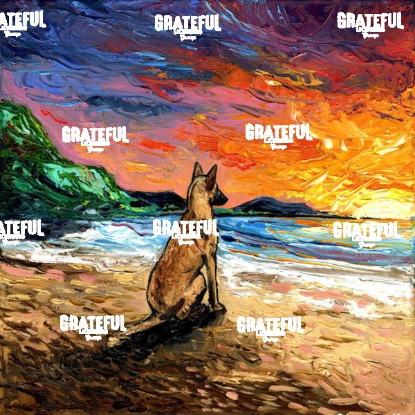 Beach Days - Belgian Malinois