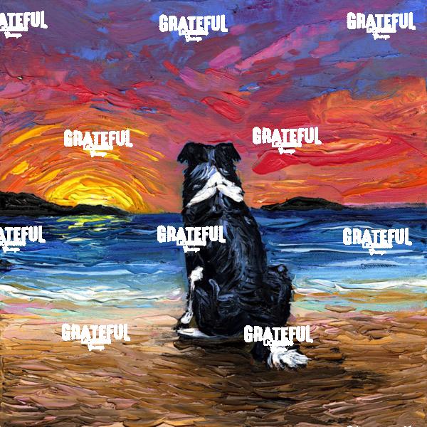 Beach Days - Border Collie