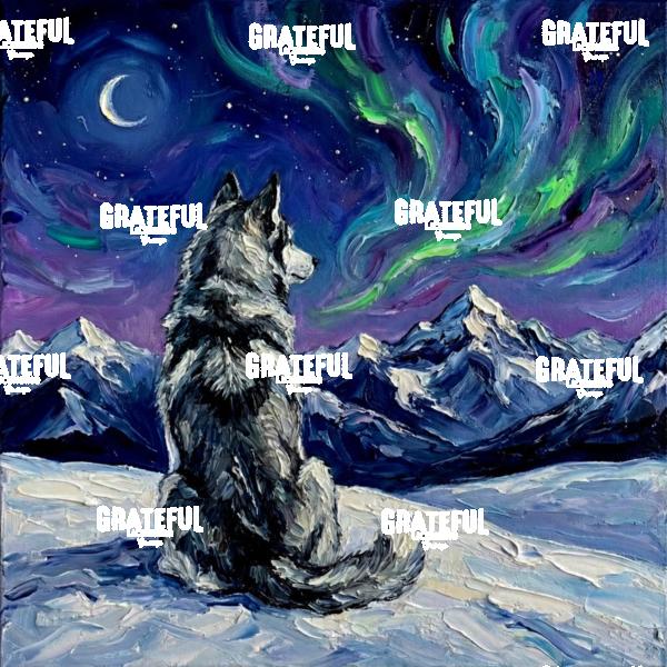 Winter Night - Husky