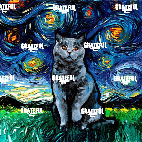 Blue British Shorthair Night