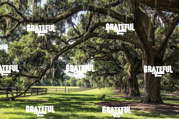 boone plantation 10