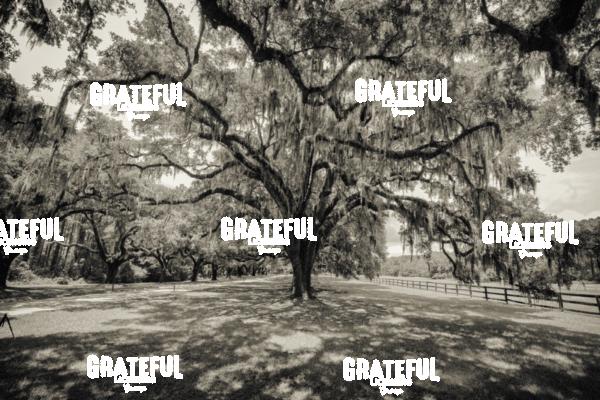 boone plantation 3.jpg