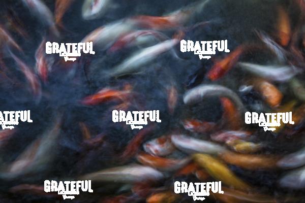 coy fish swimming 2