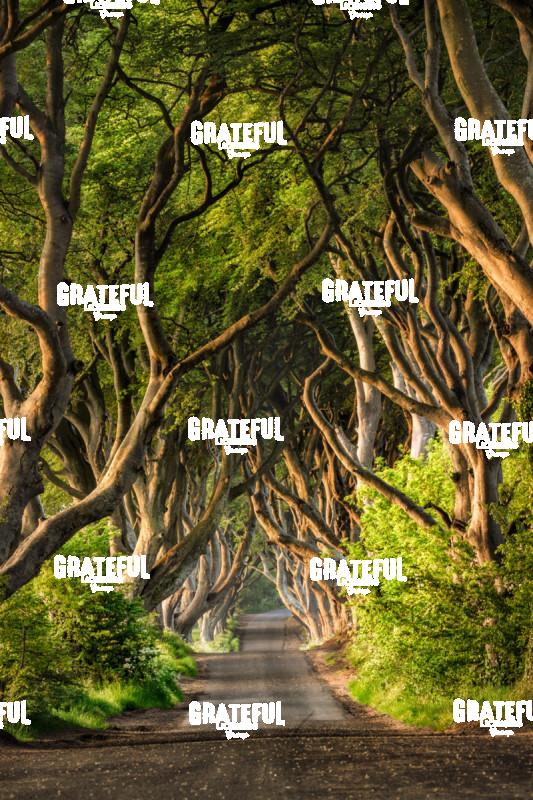The stunning Dark Hedges of Northern Ireland 3