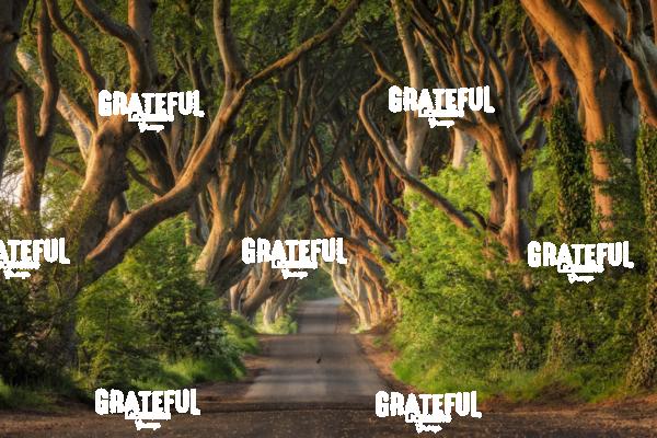 The stunning Dark Hedges of Northern Ireland