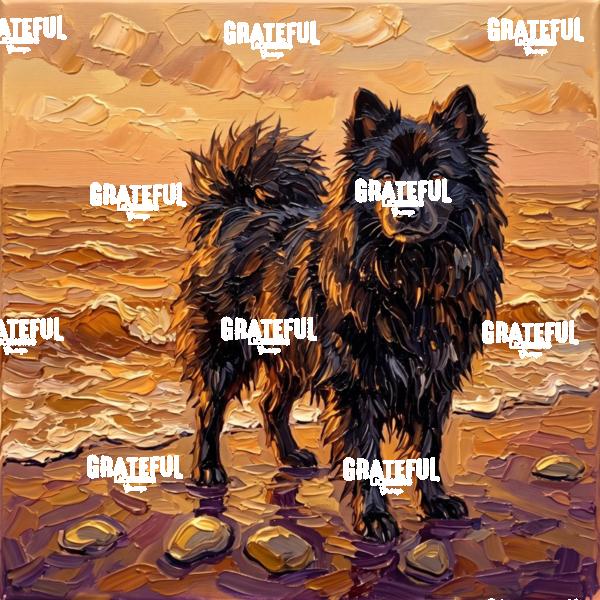 Beach Day - Swedish Lapphund