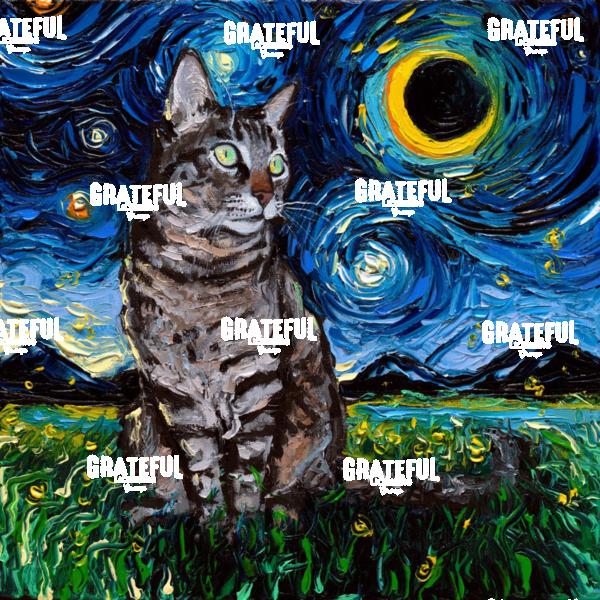 Tabby Night