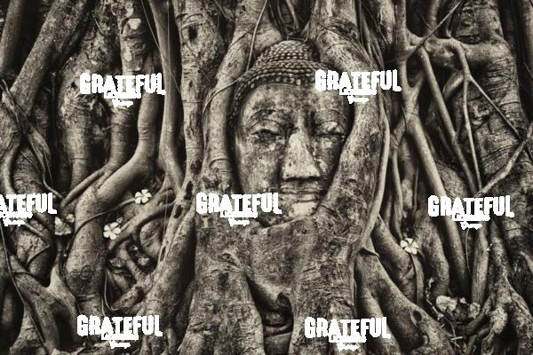 buddha in a tree in Thailand