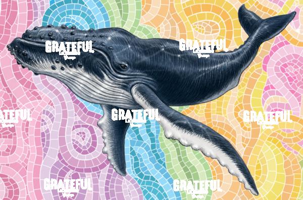 Humpback Whale