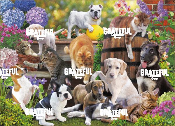 Dogs And Cats 2