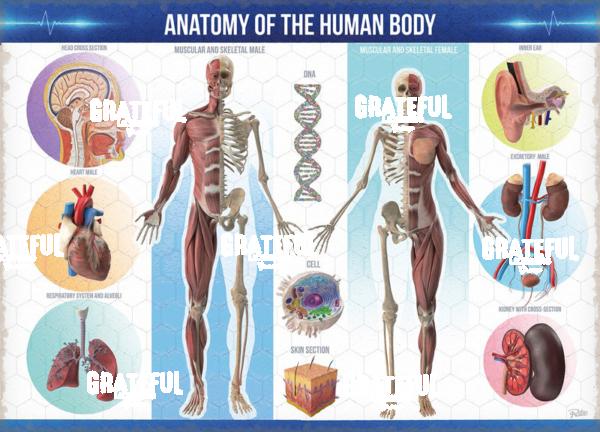 Anatomy puzzle 2