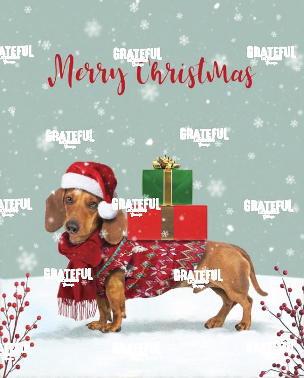 RT0202145023 DACHSHUND