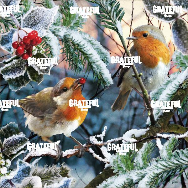 RT02021P40a1 Bird B Winter A