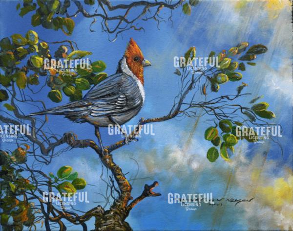 Regal Maui Cardinal