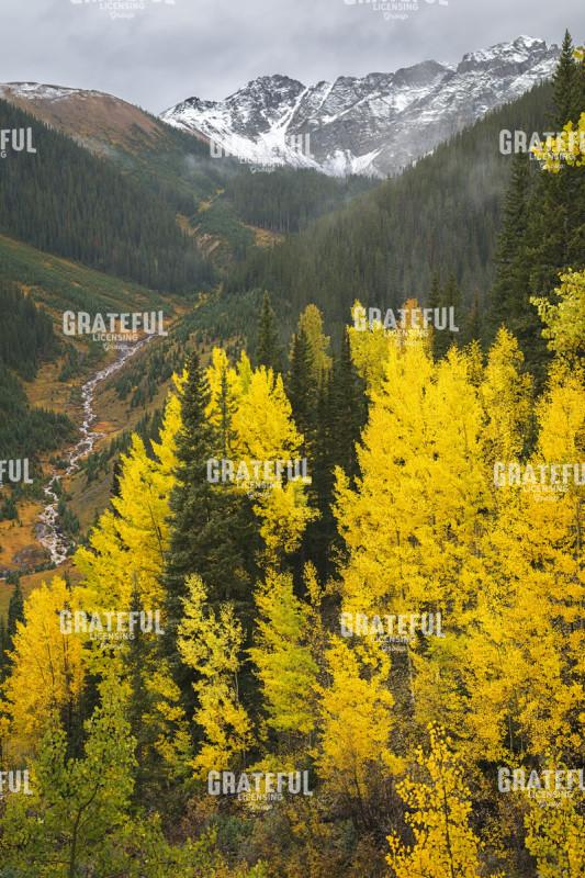 Golden Aspens on Ophir Pass