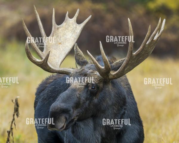 Million Dollar Moose